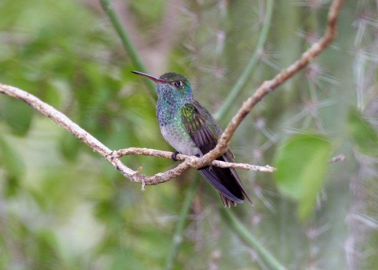 Honduran Emerald is threatened by habitat loss and deforestation.