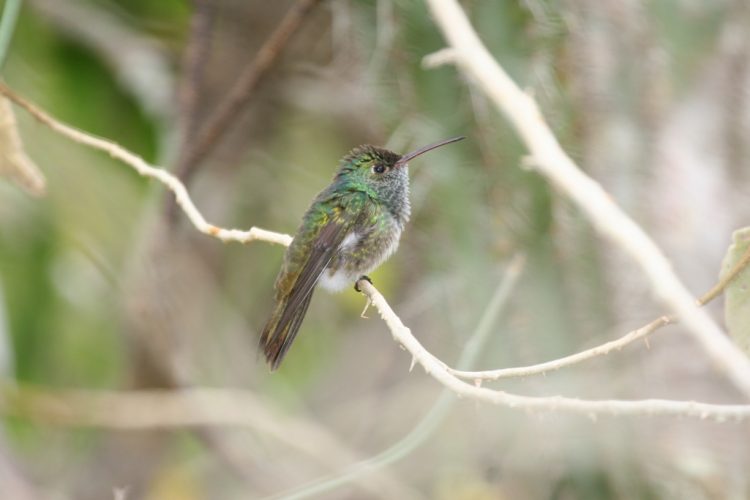 Like other hummingbirds it is a medium sized hummingbird. It has a straight bill that is only slightly decurved. 