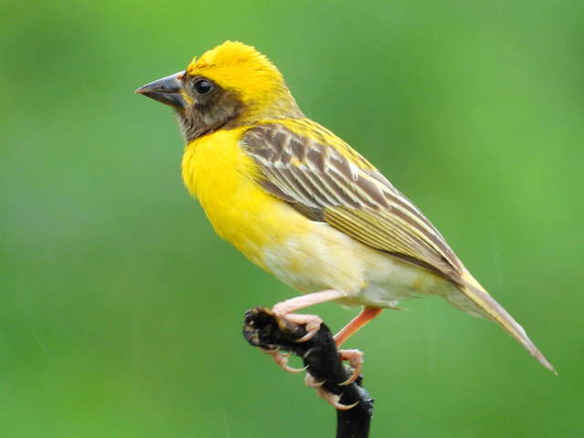 The variety that builds the more elaborate nest is the Baya Weaver (Ploceusp. philippinus). The Baya Weaver Bird is also found all over the subcontinent, Java, and Sumatra.