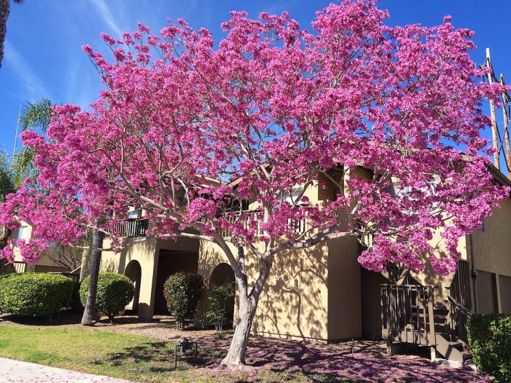 handroanthus impetiginosus flowering Tabebuia