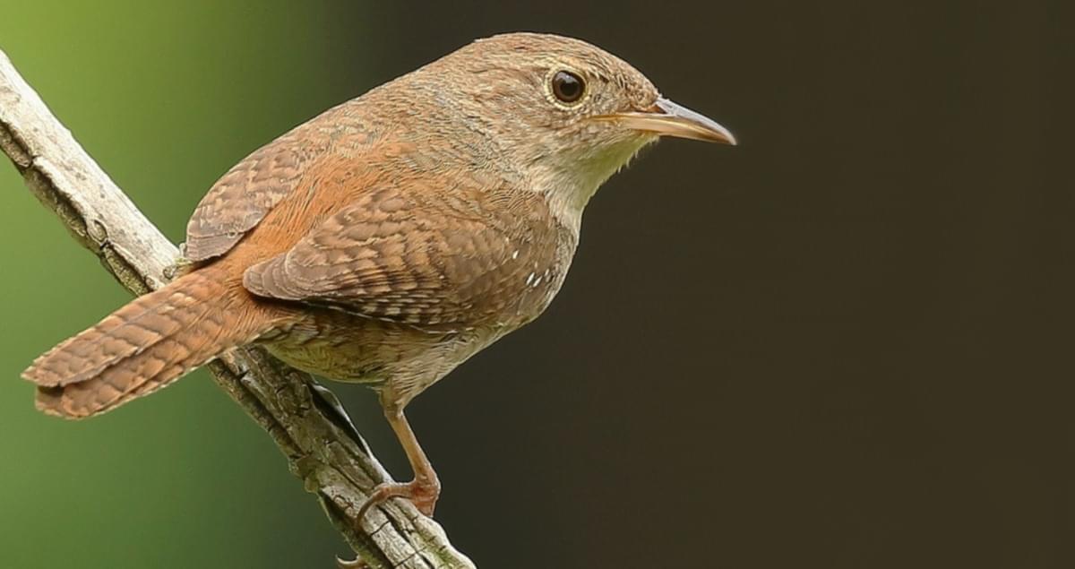 Difference Between Carolina Wren vs House Wren Charismatic