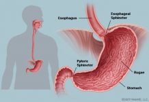 Best Digestion in the Stomach Rules of Eating in Digestion in the Stomach. If we eat as we should, our stomach will digest its food. We must follow three rules.