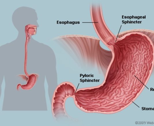 Best Digestion in the Stomach Rules of Eating in Digestion in the Stomach. If we eat as we should, our stomach will digest its food. We must follow three rules.