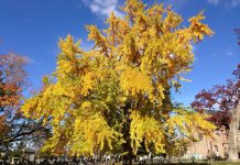 Ginkgo biloba – Traditional Medicine Tree Ginkgo biloba during autumn at the Ewing Presbyterian Church Cemetery in Ewing, New Jersey