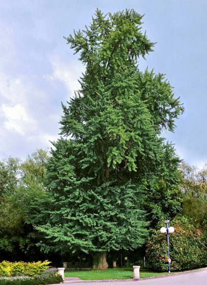 Ginkgo biloba tree in Luxembourg City remarkable Gingko at place Dargent.