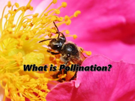 What is Pollination - Critical Moment of Flower Life