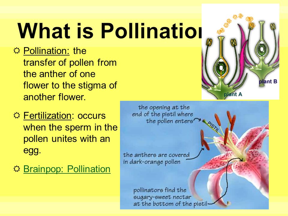 What is Pollination Critical Moment of Flower Life