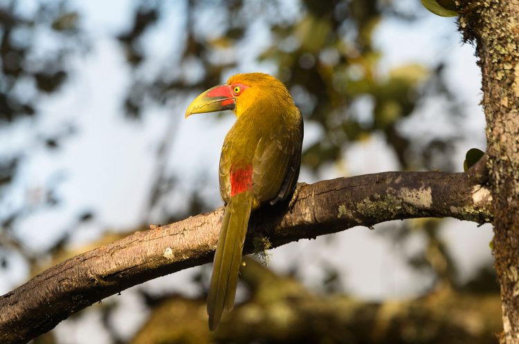 It is also called Baillon's toucan, banana toucan, saffron-colored Araçari-banana, and yellow toucanet. 