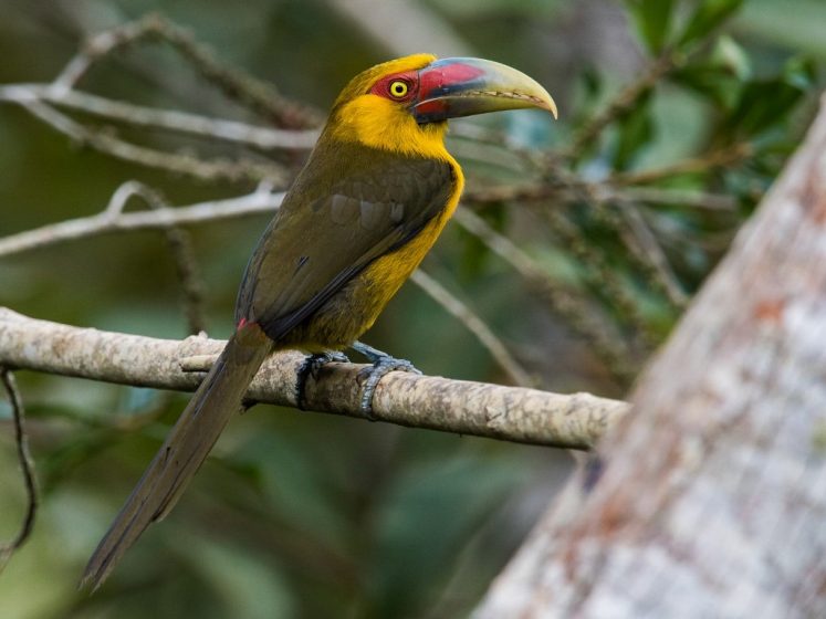 The bird is usually seen in the canopy of humid and second growth forests in small groups, occasionally descending to visit feeding stations.