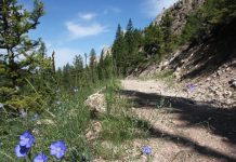 Bear Canyon, Coronado National Forest, Arizona Bear Canyon is a stream fed drainage steep sided basalt cliffs, located in the Sabino Canyon recreation area of the Coronado National Forest near Tucson, Arizona