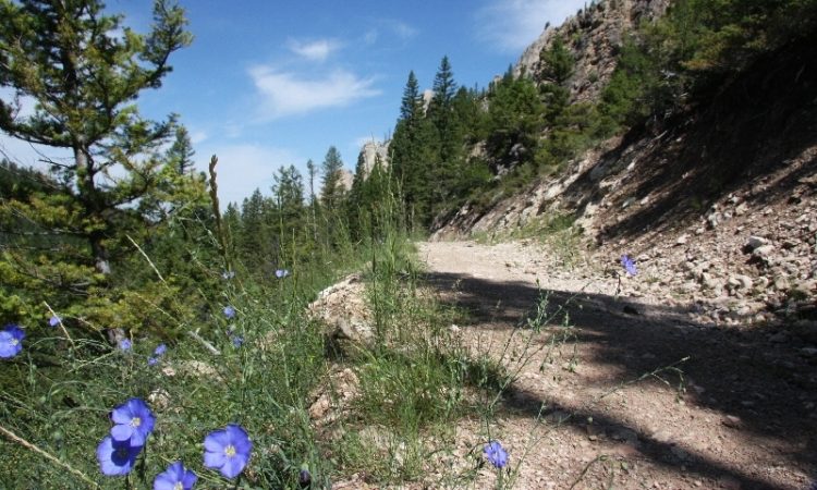 Bear Canyon is a stream fed drainage steep sided basalt cliffs, located in the Sabino Canyon recreation area of the Coronado National Forest near Tucson, Arizona