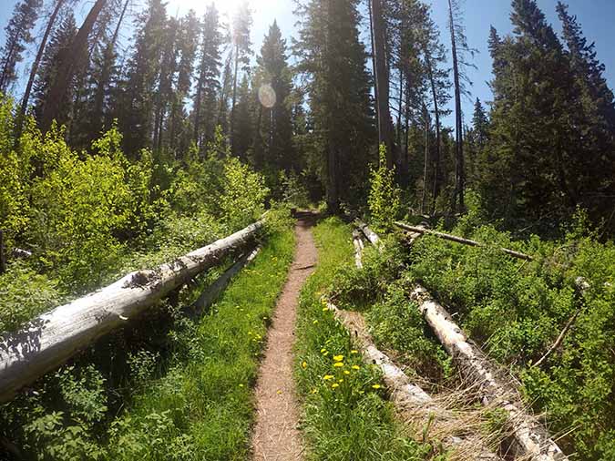 Don't misjudge this inspiring trail! Though it is just under two miles in length, it packs quit the punch, The trail of Bear Canyon follows Bear Creak up, the lush, shady, and eventually to Bear Lakes. 