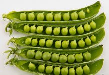 How to Grow Peas? How to grow Peas? these are hardy weak-stemmed, climbing annuals that have leaf like stipules, leaves and tendrils that they use for climbing
