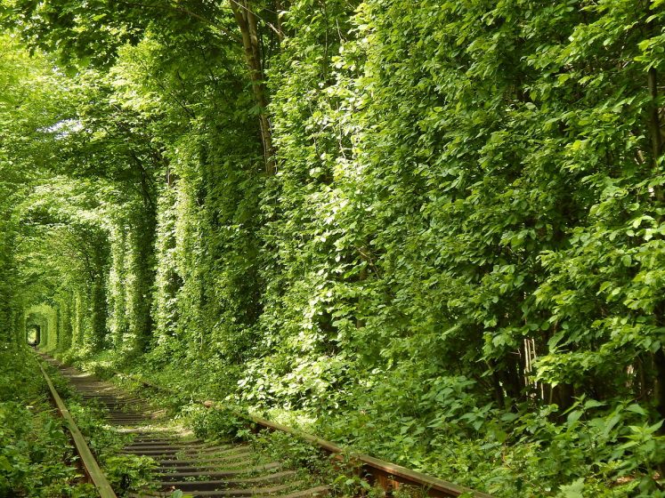 The majestic railway track is surrounded by green arches, which is famous for being a beloved place for couples to stroll in the middle of path.