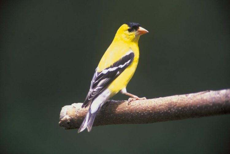 The American goldfinch is the state bird of “Iowa” and “New Jersey”, where it is known as "Eastern Goldfinch", and in Washington, it is called the "Willow Goldfinch". 