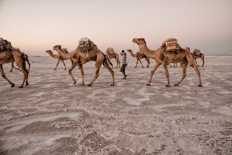 They are engaged with salt mining, used camels to load thirty salt bricks weighing 4 kg each. 