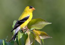 American Goldfinch (Spinus tristis) The American Goldfinch is about five inches in length tail tip to bill tip.