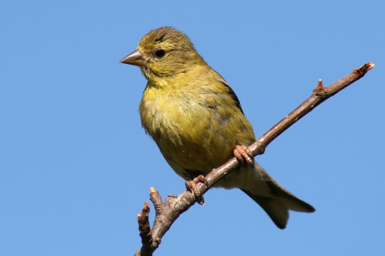 the female American Goldfinch has olive yellow body feathers with black wing feathers and two white wings bars. This is a diurnal bird, meaning it's most agile during the day.