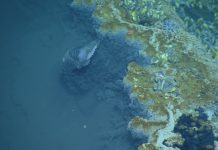 Brine Pool – An Under Water Lake in Ocean Basin Brine Pool is a big area of brine on the ocean basin. Their pools are bodies of water that have salinity 3 to 5 times greater than the surrounding ocean.