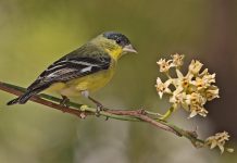 The Lesser Goldfinch (Spinus psaltria) Lesser Goldfinch (Male), Carol's Garden, Palm Canyon Resort, Borrego Springs, California