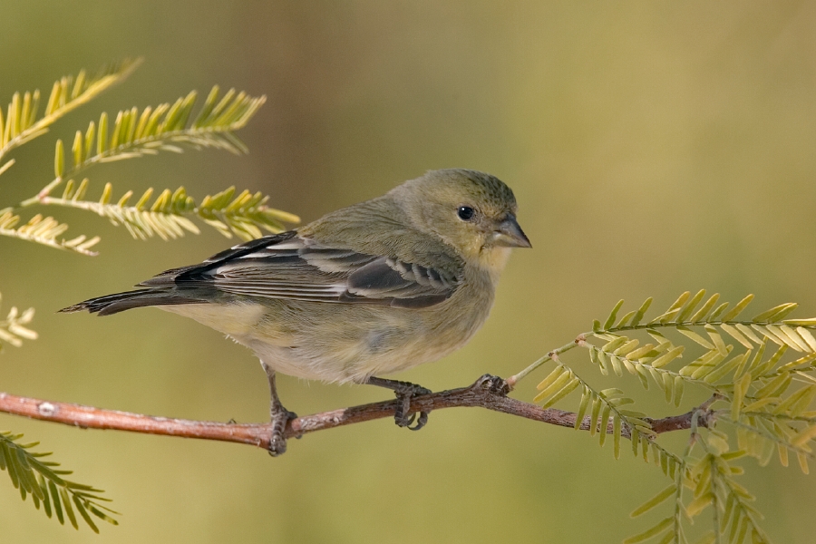 The Lesser Goldfinch (Spinus psaltria)