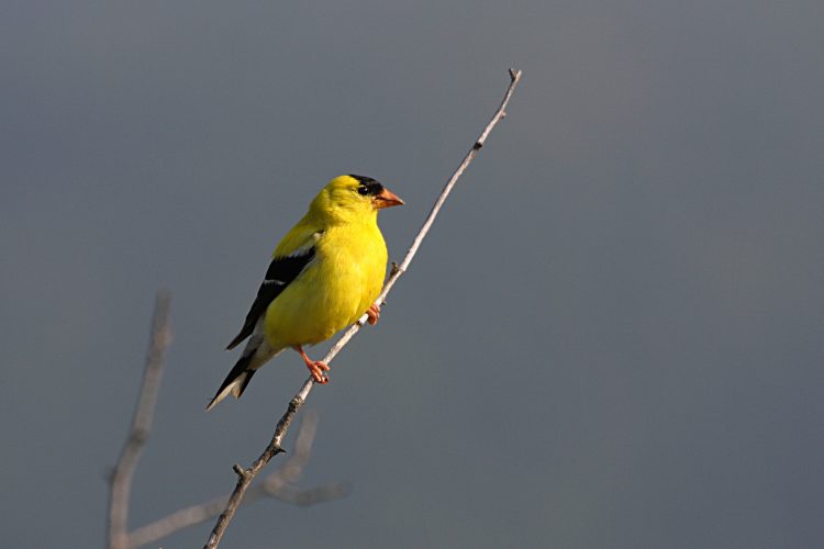 Normally male bird sings a long and different series of twitters and musical warbles lasted for several seconds long. 