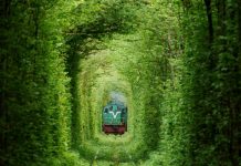 The Fairytale Tunnel of Love Ukraine The line is being at Klevan station and reaches the northern area of Orzhiv. The 4.9 km line is fully covered with dense forest out of whole line of 6.4km.