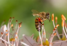 Are Honey Bees Beneficial? The Honey Bees real importance lies in its performance as a pollinator. The value of just the almonds produced in California each year.
