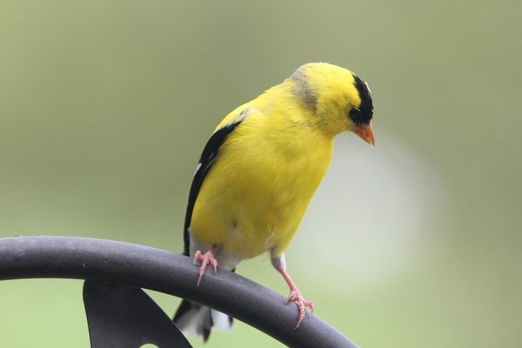 The male bird is a vibrant yellow in the summer and an olive color during the winter.
