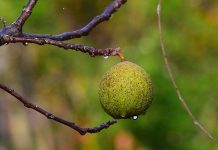 Black Walnut – “Juglans Nigra” The walnut shells are frequently used as an abrasive in sand blasting or other circumstances where a medium hardness grit is necessary.