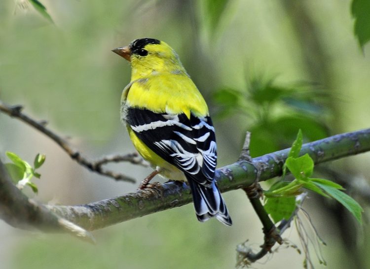 The phrases and notes inconstant and repeated in a seemingly random order. The finch perpetually to learn song patterns throughout life.