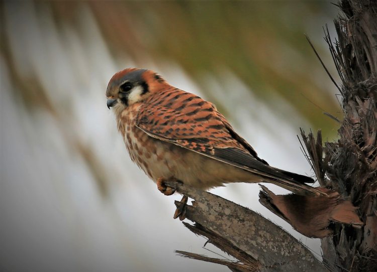 Kestrels typically build their nests in tree cavities but have used holes in telephone poles, buildings, or stream banks when tree cavities are not available.