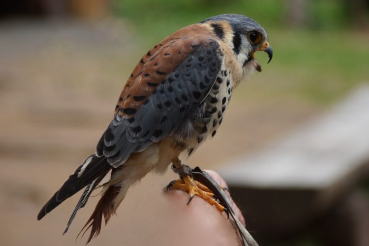 Kestrels are sexually mature in the first breeding season after their birth. 