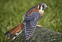 The American Kestrel (falcons) is also called sparrow hawk, although birds are not the main prey item. Falcons, in general, have long, pointed wings and long tails, like mourning dove (Zenaida macroura).