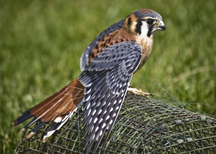 is also called sparrow hawk, although birds are not the main prey item. Falcons, in general, have long, pointed wings and long tails, like mourning dove (Zenaida macroura).