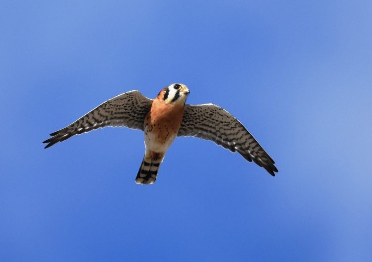 The American kestrel (Falco sparverius), or sparrow hawk, is the most common falcon in open and semi-open areas throughout North America. There are three recognized subspecies.