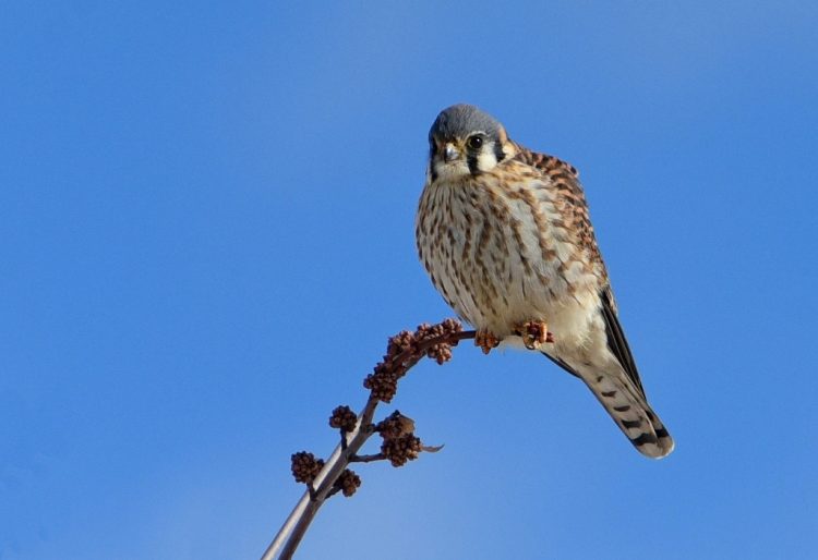 Kestrel body weights vary seasonally, with maximum weight (and fat deposits) being achieved in winter and minimum weights in summer.