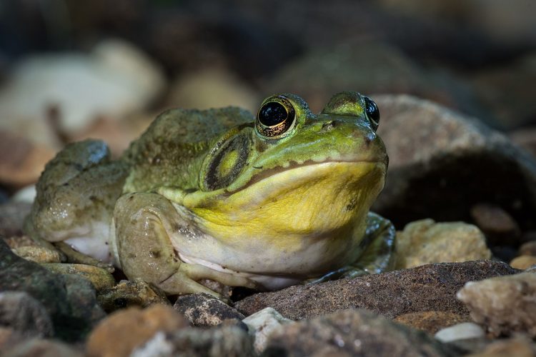 These are typical frogs with adults being truly amphibious, living at the edge of water bodies and entering the water to catch prey, flee danger, and spawn.
