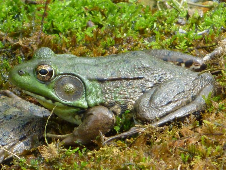 The green frog (Rana clamitans) is usually found near shallow freshwater throughout much of eastern North America.