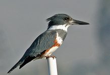 Belted Kingfisher (Megaceryle alcyon) Female Belted Kingfisher