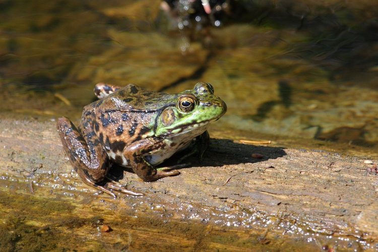 Adult green frogs live at the margins of permanent or semi-permanent shallow water, springs, swamps, streams, ponds, and lakes.