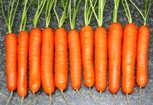 How to Grow Best Flavors and Sweet Carrots