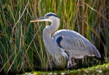 The Mesmerizing Great Blue Heron The common along the margins of most freshwater and saltwater bodies and wetlands.