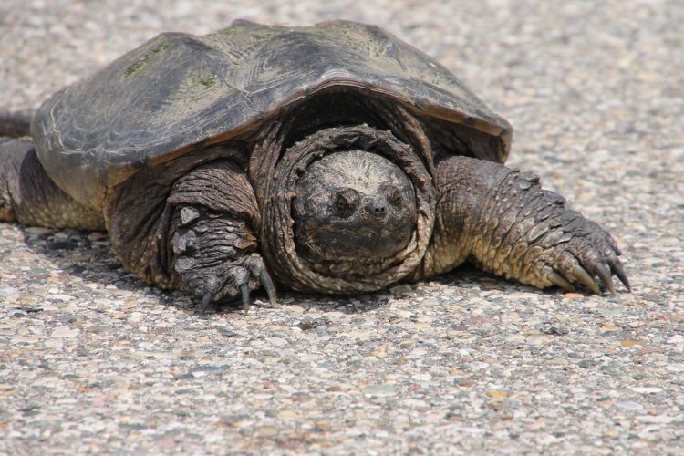 The snapping turtle, including both the common and Florida snapping turtles, and the alligator snapping turtle mostly found in lakes, streams, and freshwater where fish in abundance numbers.