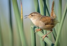 The Facts of Marsh Wren Marsh wrens breed throughout most of the northern half of the United States and in coastal areas as far south as Florida. In winter they are in the southern United States and into Mexico, particularly in coastal areas.