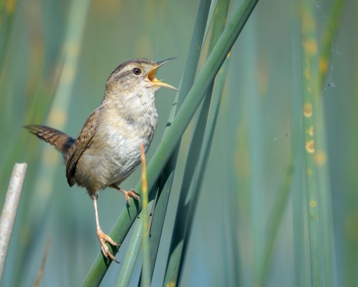 Marsh wrens eat mostly insects, and occasionally snails, which they glean from the surface of vegetation. This species was formerly known as the long-billed marsh wren (Telmatodytes palustris).