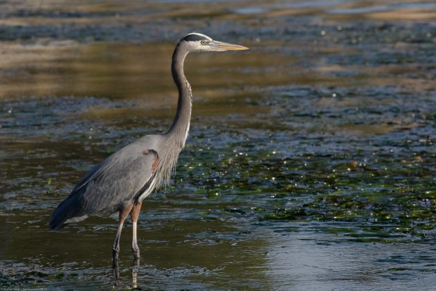 The Mesmerizing Great Blue Heron