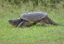 The Magnificent Snapping Turtles (Chelydra serpentina) Snapping turtles are among the largest of the freshwater turtles. They are characterized by large heads with powerful hooked jaws. There are only two species of this family in North America.