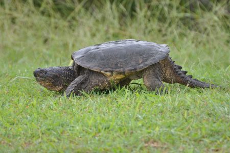 The Magnificent Snapping Turtles (Chelydra serpentina)