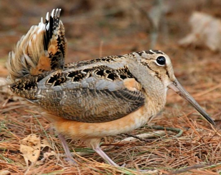 The American woodcock (Scolopax minor) breeds from southern Canada to Louisiana throughout forested regions of the eastern half of North America.